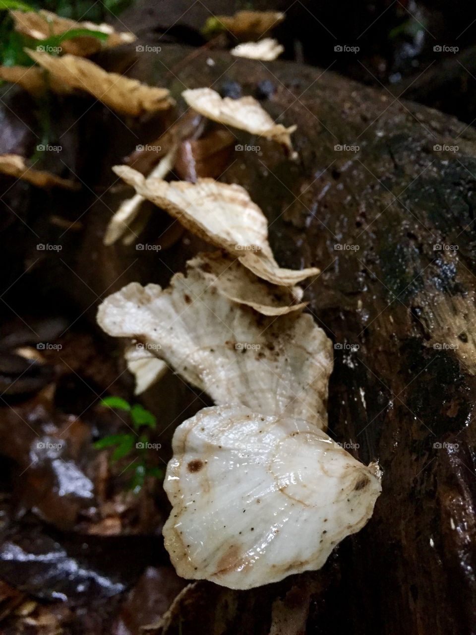 Detailed wild mushrooms
