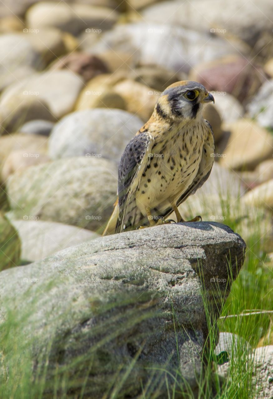 An American Kestrel Falcon taking a break from flying. 