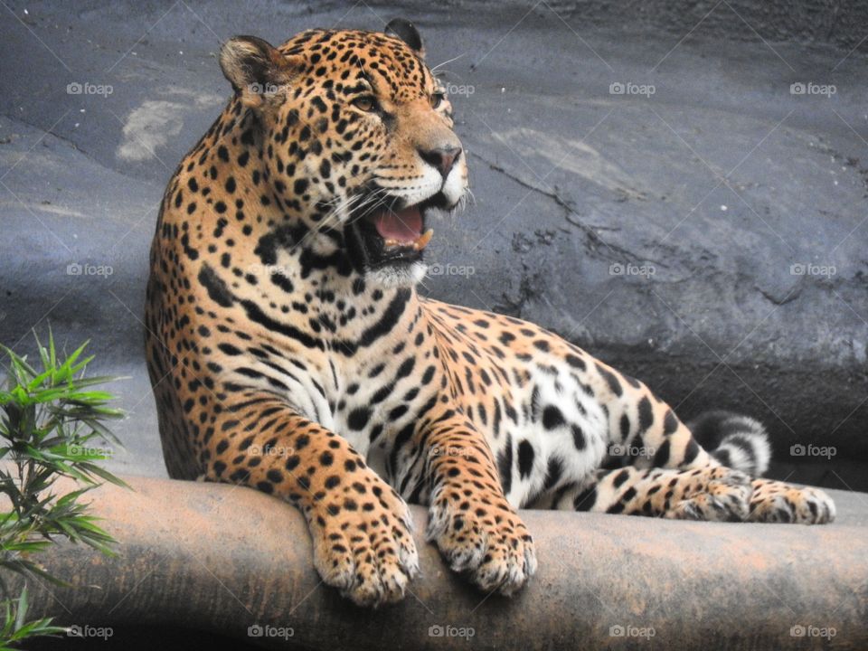 Jaguar. Top predator in Brazil!