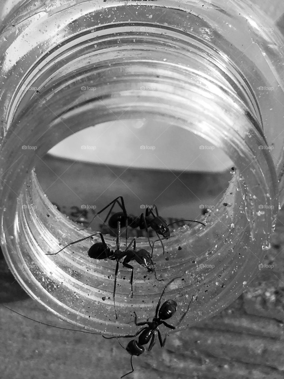 Three  large bull Australian worker ants on inside rim of glass jar black and white 
