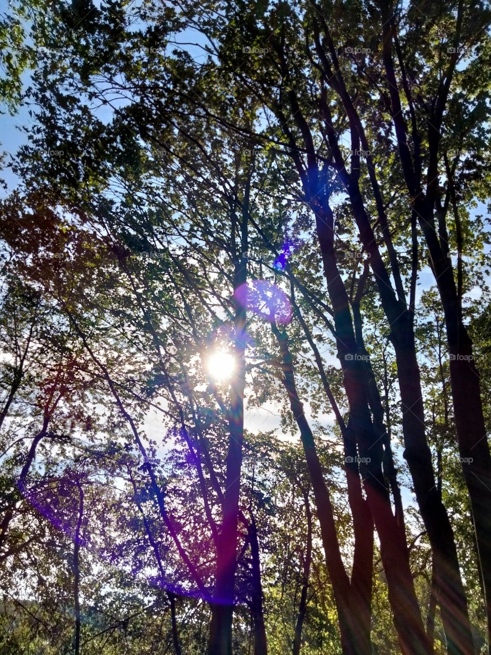 a glimpse of a ray of sunshine in a quiet forest