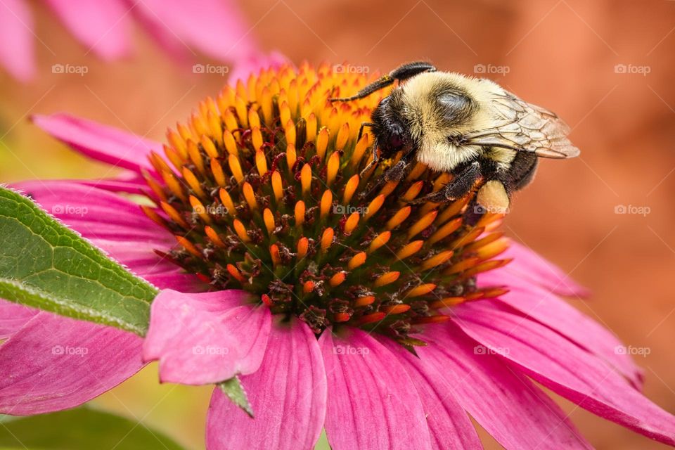 Bee on flower 