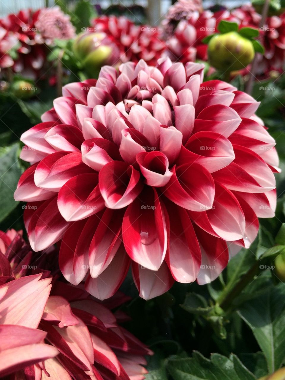 Close-up of a flower