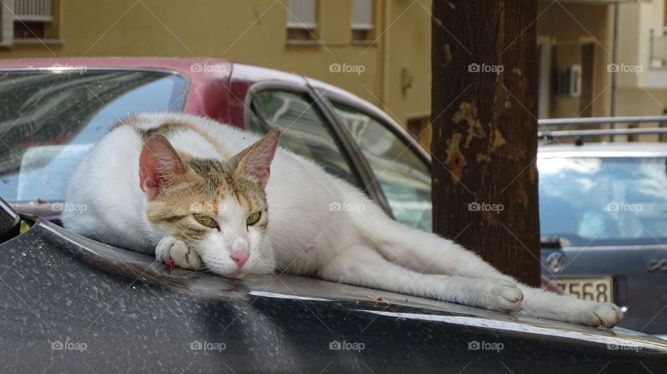 Lazy cat on car. Lazy cat on car
