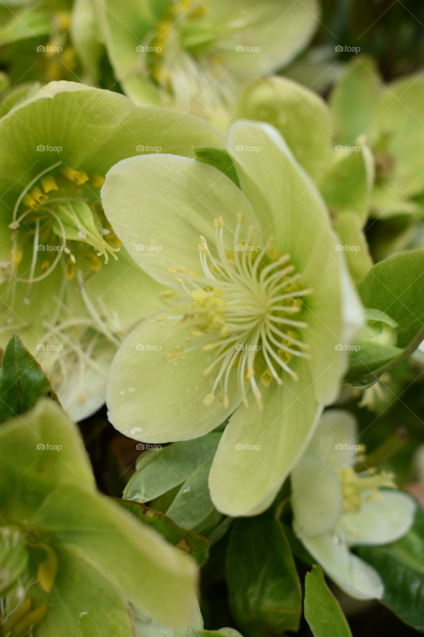 A monochromatic hellebore plant, close up of flowers in pale green. 