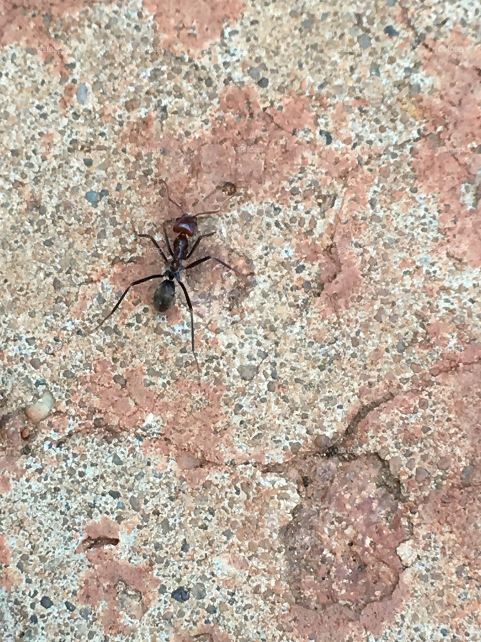 One ant on grey pavement background image