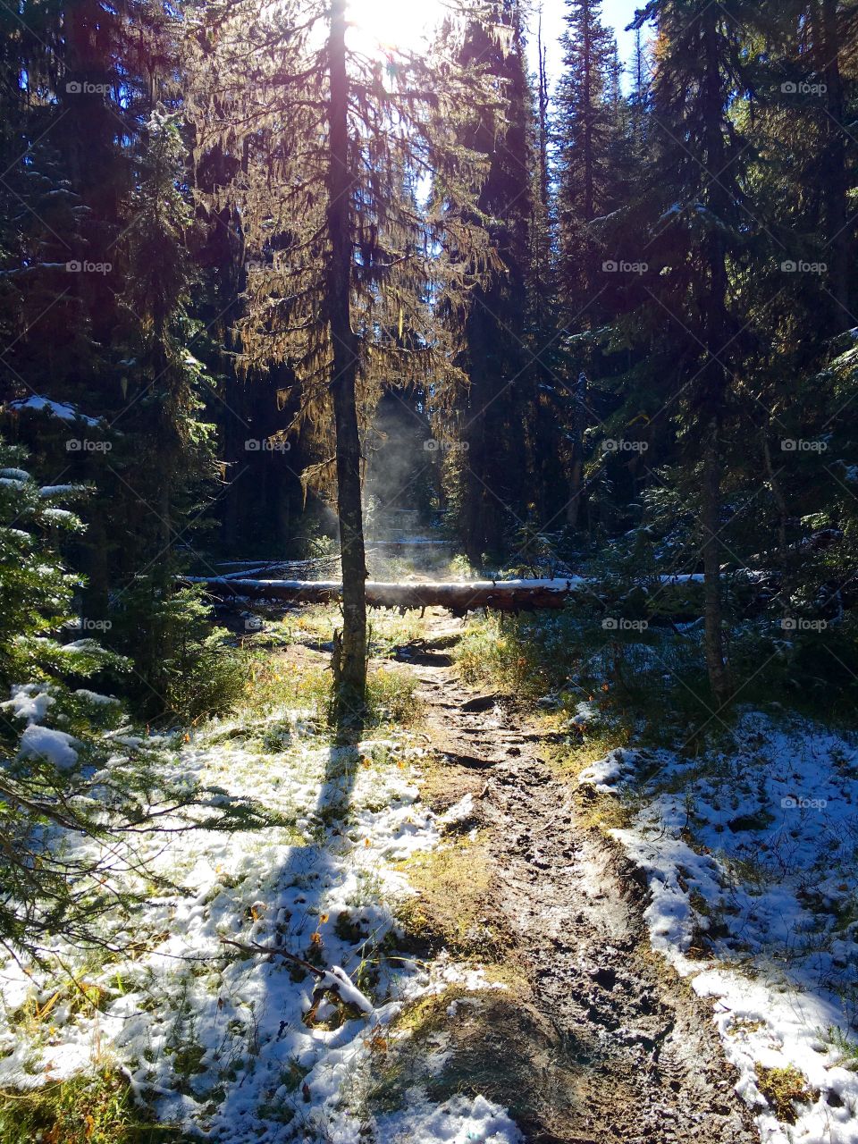 Light through the forest