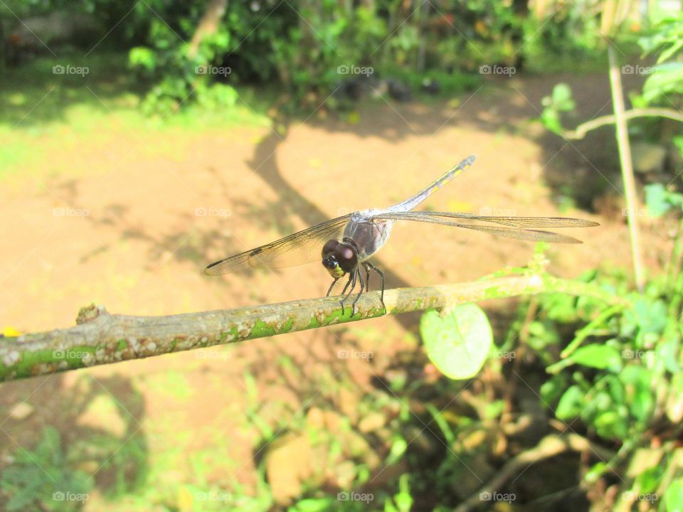 Dragonfly perched on a small tree trunk