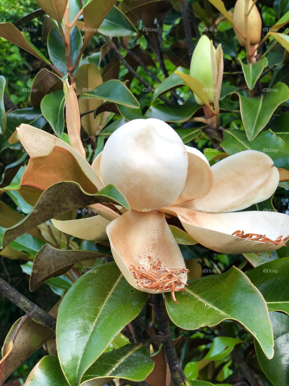 Magnolia