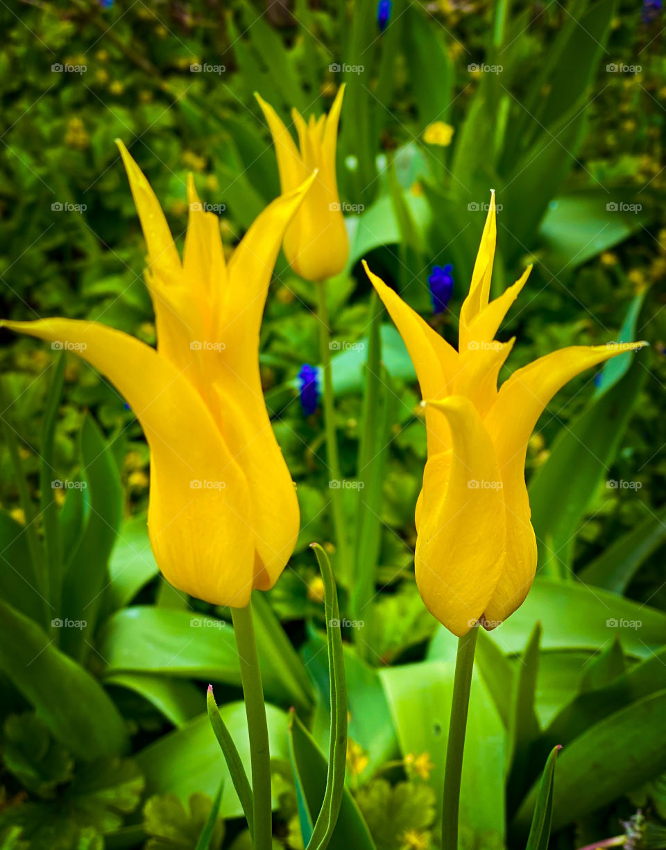 evening yellow tulips, romantic tulips, flowers, three tulips, blooming tulips, tulips on a flower bed, flowers of love