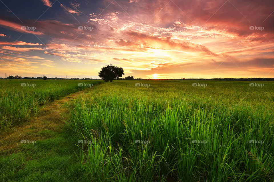 Beautiful sunset over the green field