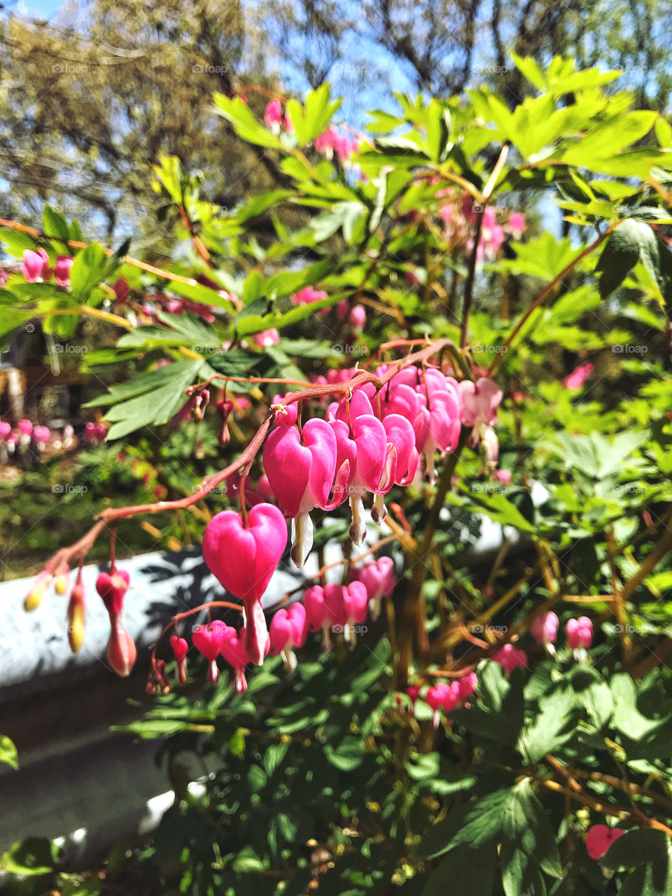 Bleeding Hearts