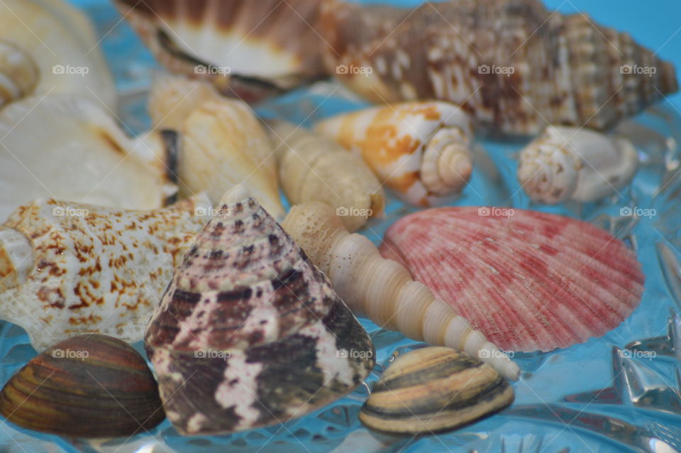 Sea Shells