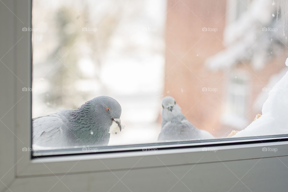 Pigeons seen through the glass window