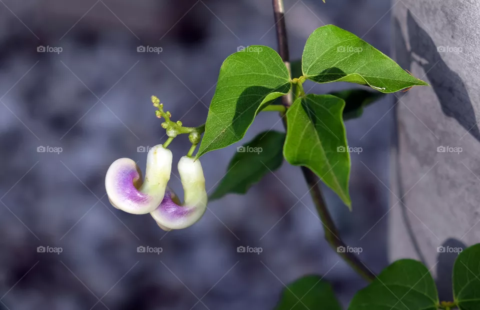 Plant with flower
