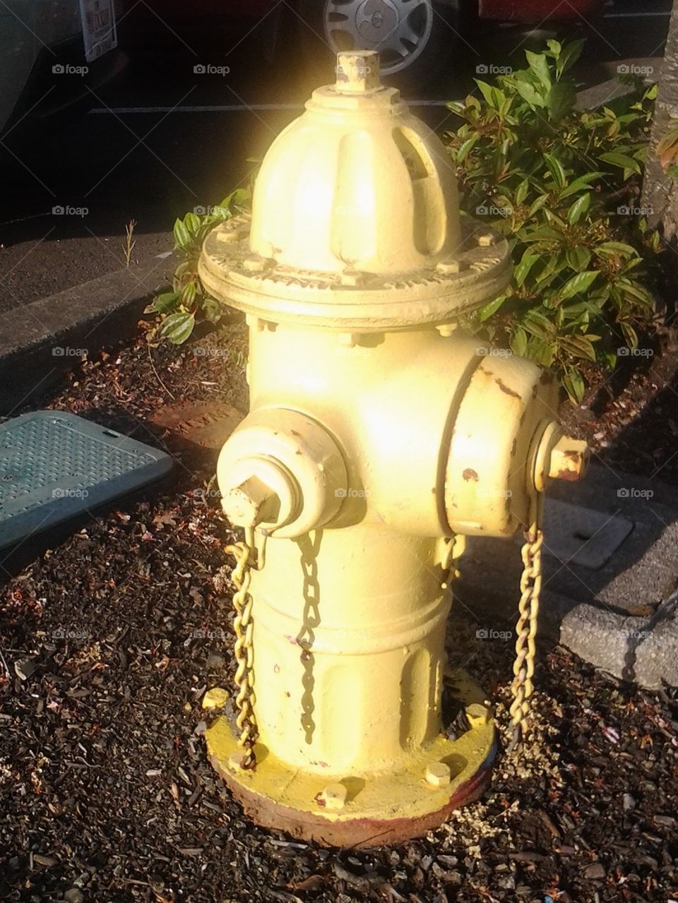 fire hydrant