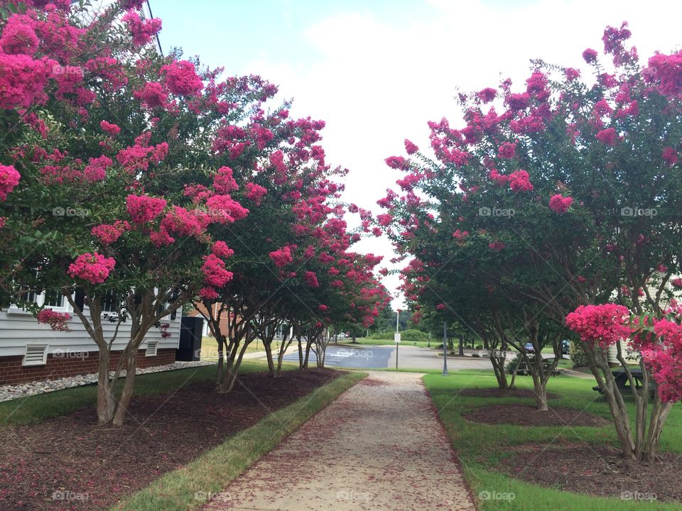 In bloom 