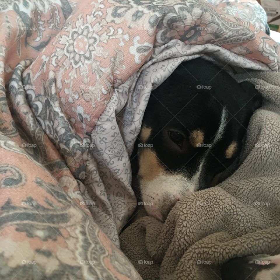 Little Dog loves to snuggle up in blankets to sleep 