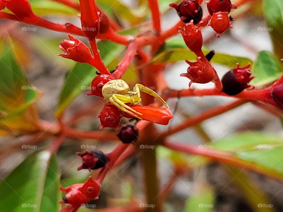 Lime green color spider on red fire bush