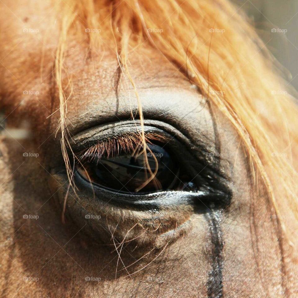 Horses Eye