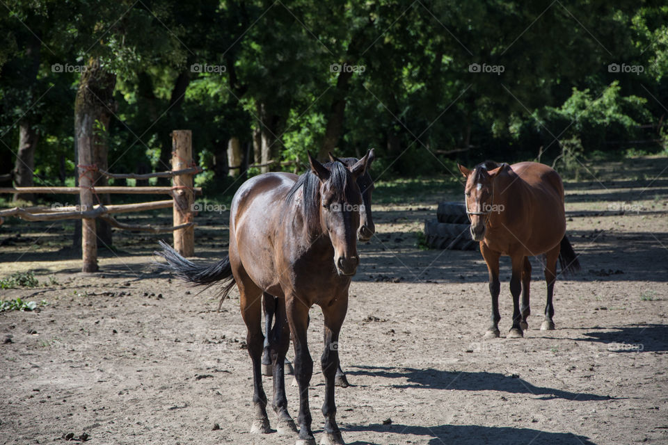 Horse on a farm.Sun and nature