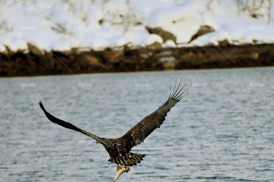 Fishing sea eagle