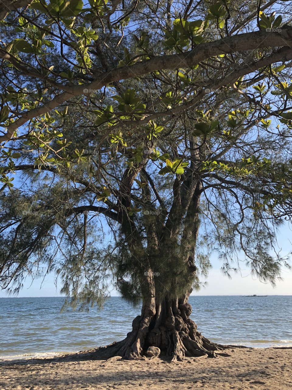 Árvore praia
