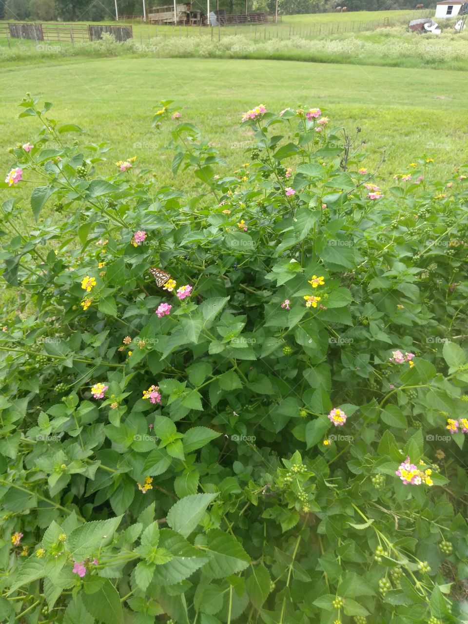 beautiful lantana's that butterflies are very attracted to