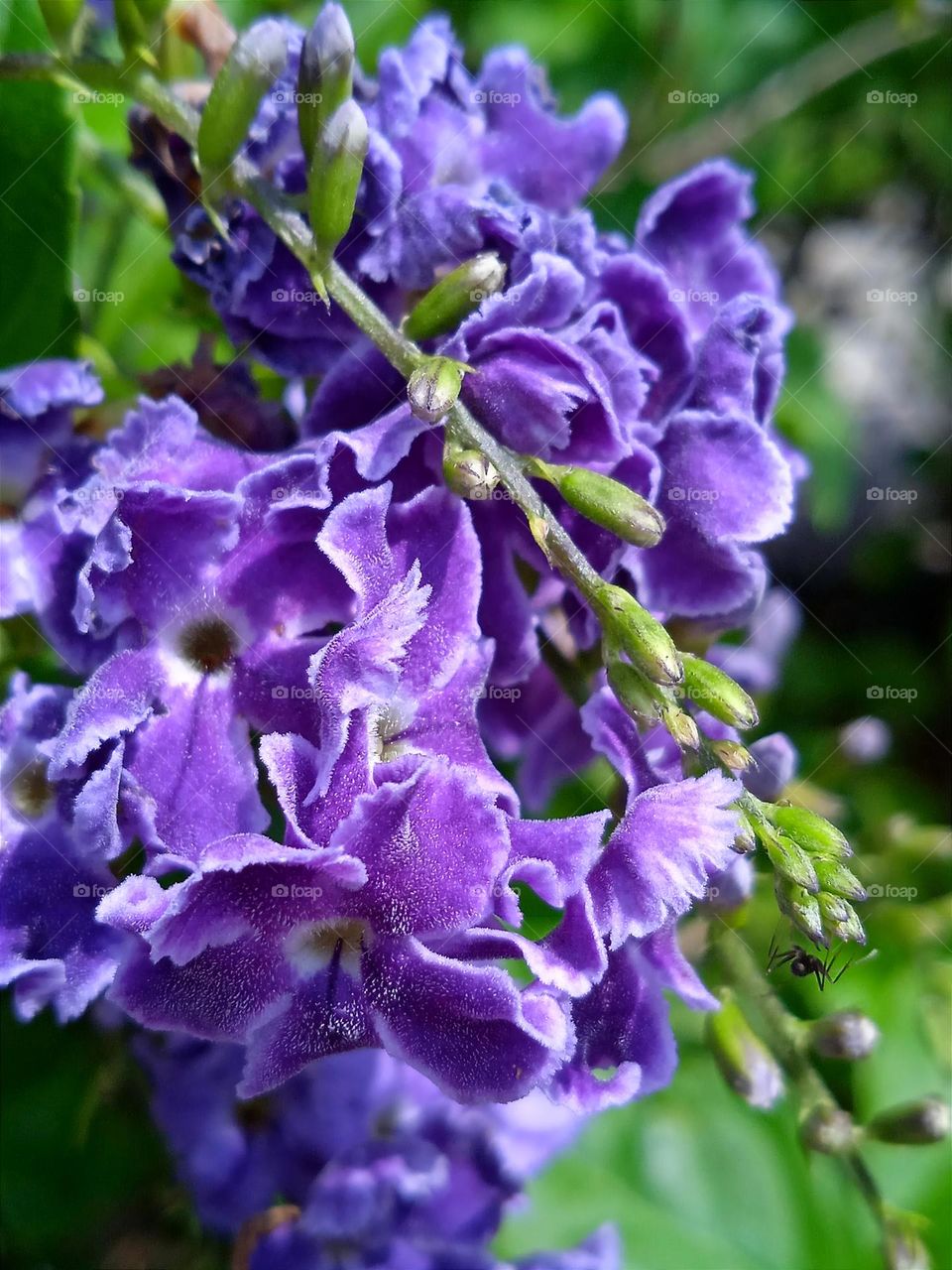 Purple flowers and the little spider.