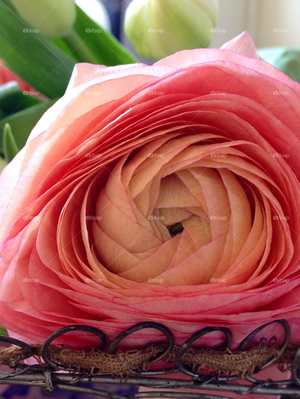 Close-up of rose