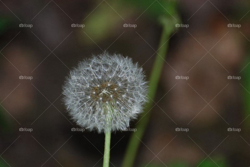 Flowers at Niagara Falls