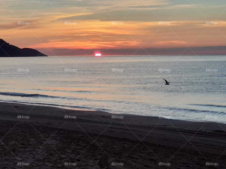 Beach#sunrise#bird#sea#moment