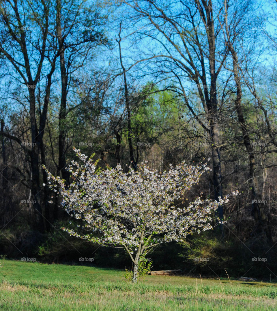 Blooming Tree