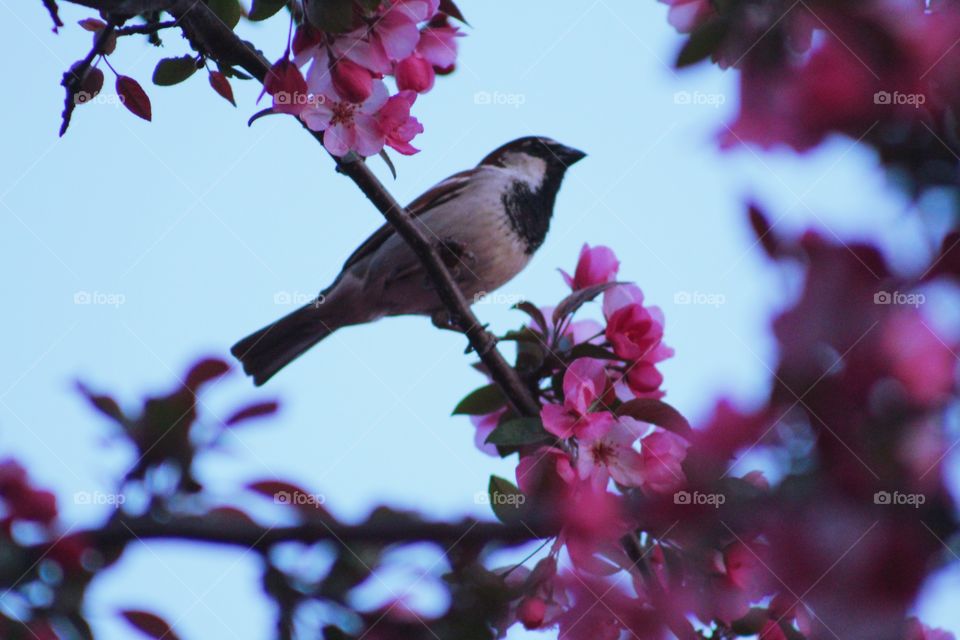 adorable bird resting in a full blossomed tree enjoying the spring weather - picture taken and edited by me - taken with canon rebel t6 300 mm lens