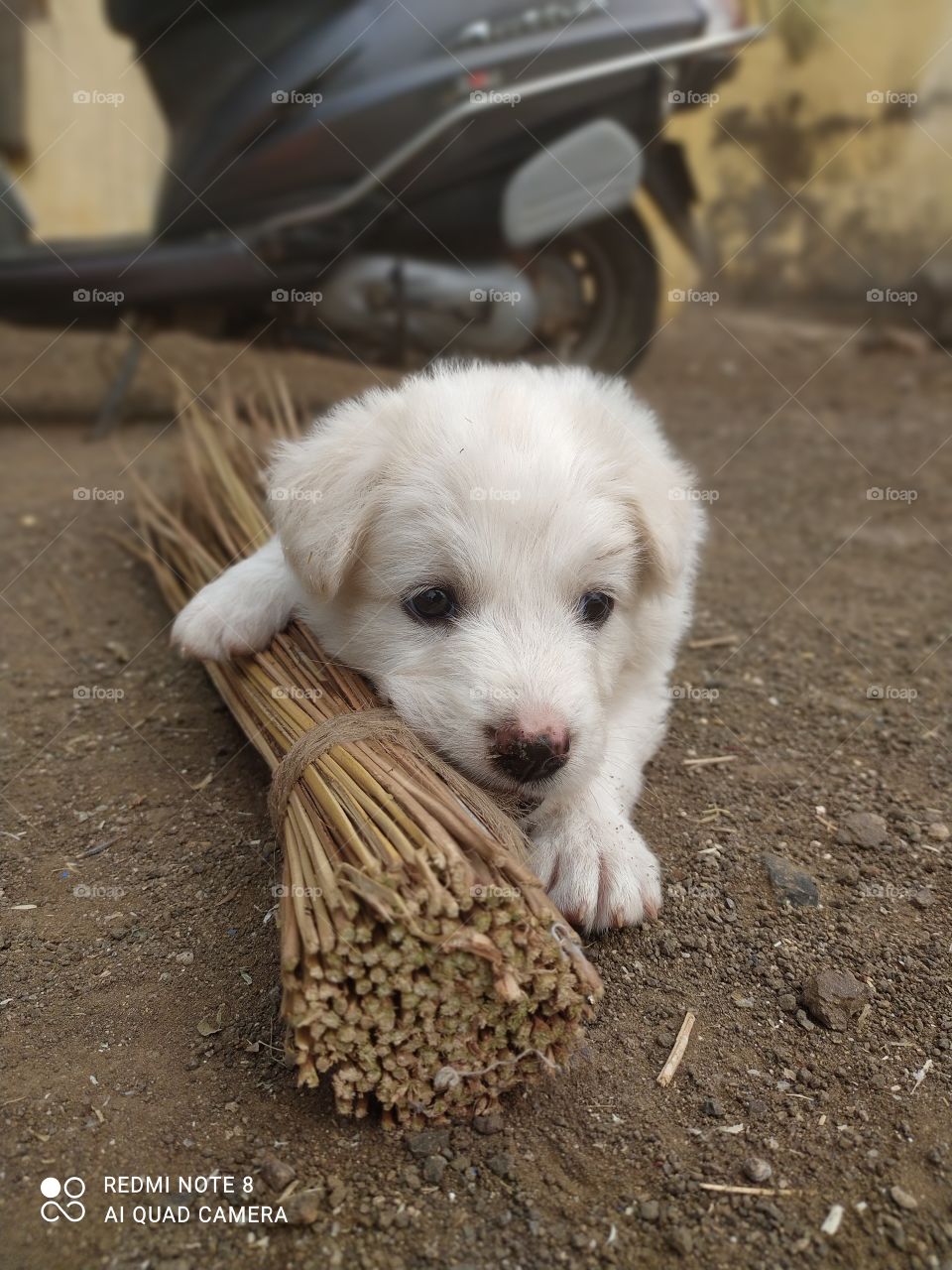 puppy play with broom