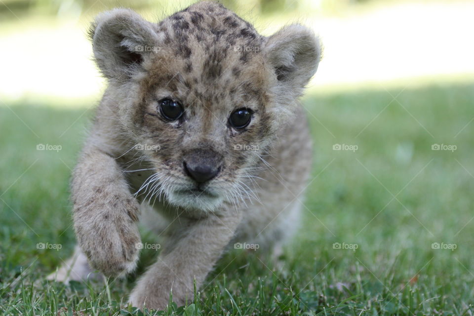 running lion cub