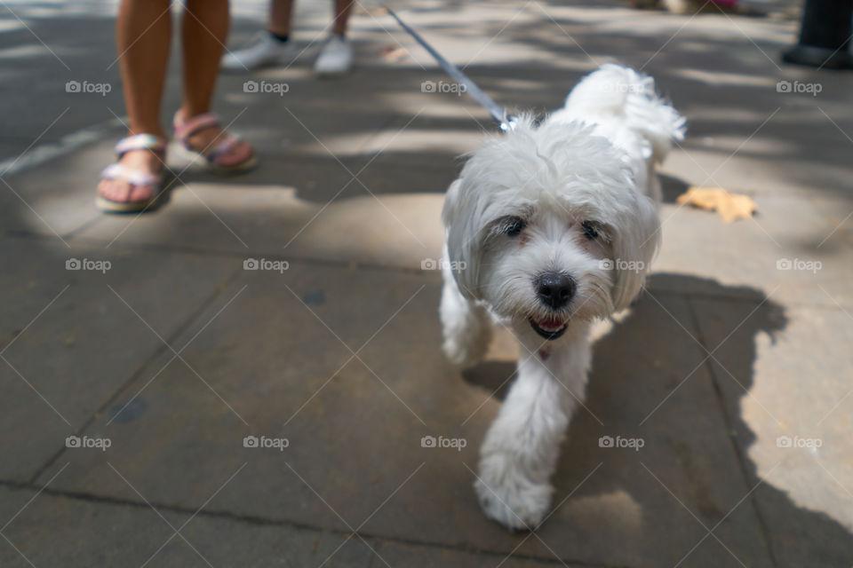 Walking a Puppy