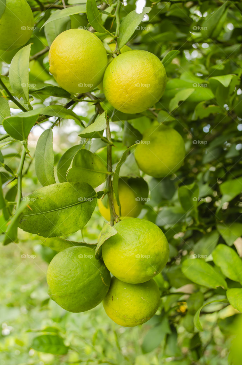 Bunch Of Key Lime On Tree