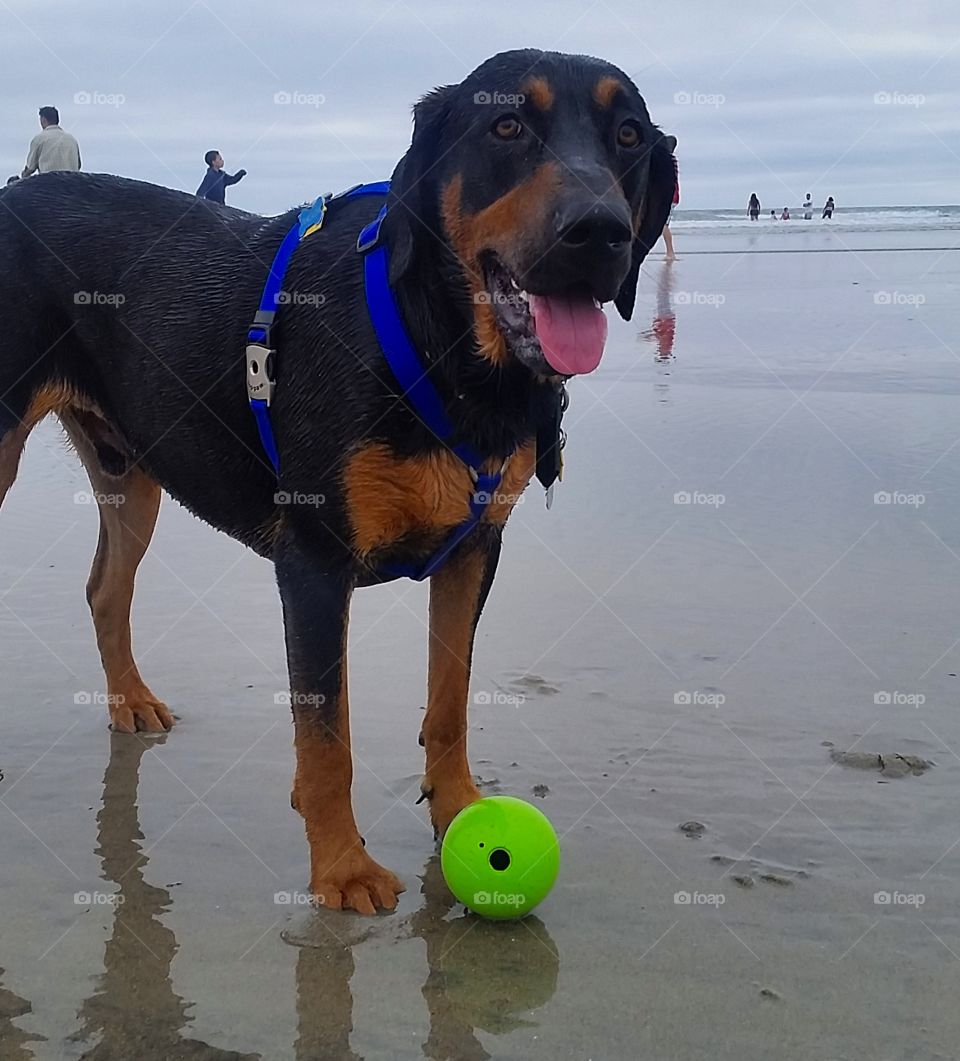 happy dog. 1st time at dog beach. he loved it