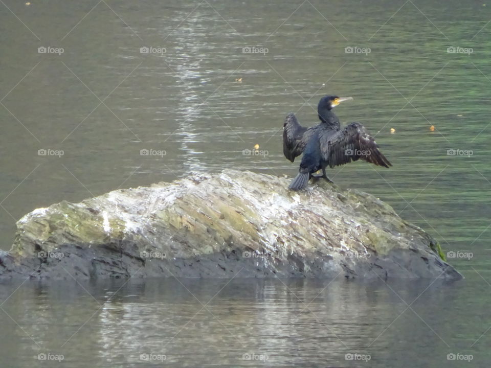 cormorant