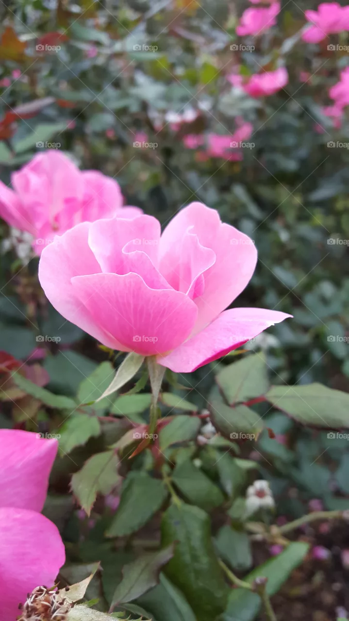 Rose 4