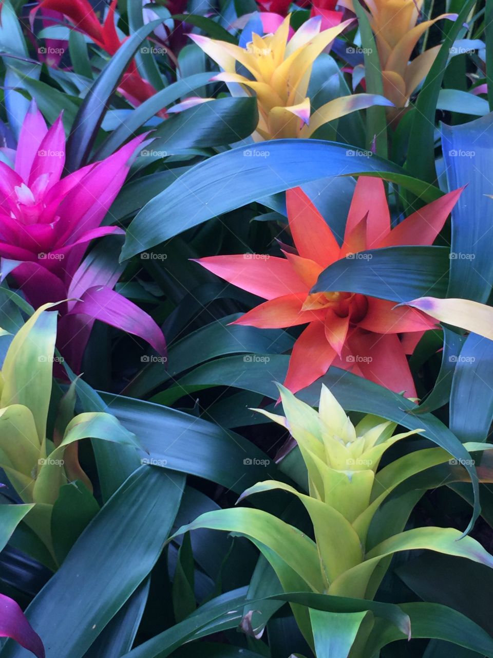 Bromeliad Flowering plant