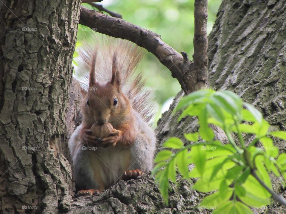 Squirrel in the city park