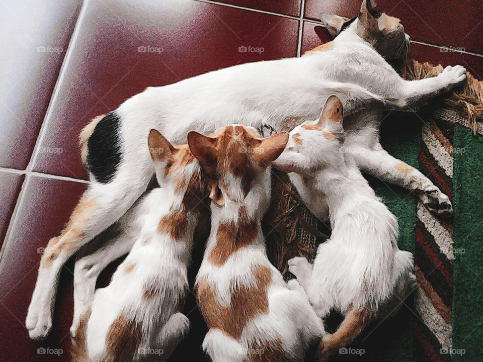 Breastfeeding Kittens