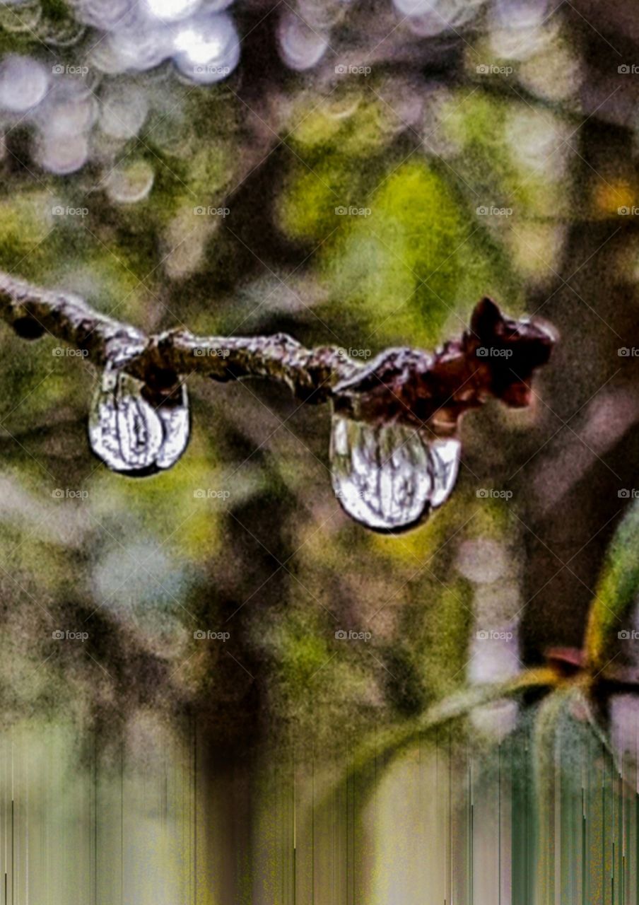branch dripping with raindrops hanging over creek twigs plants reflecting in raindrops