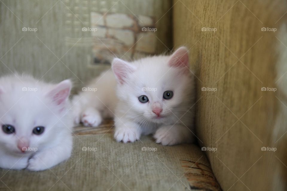 White kittens 🐱