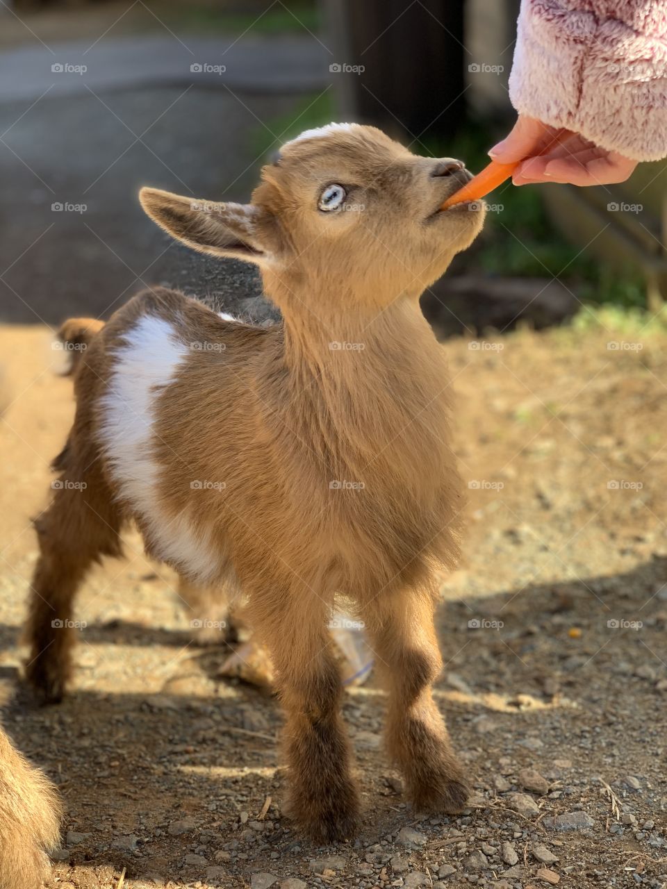 Baby goat