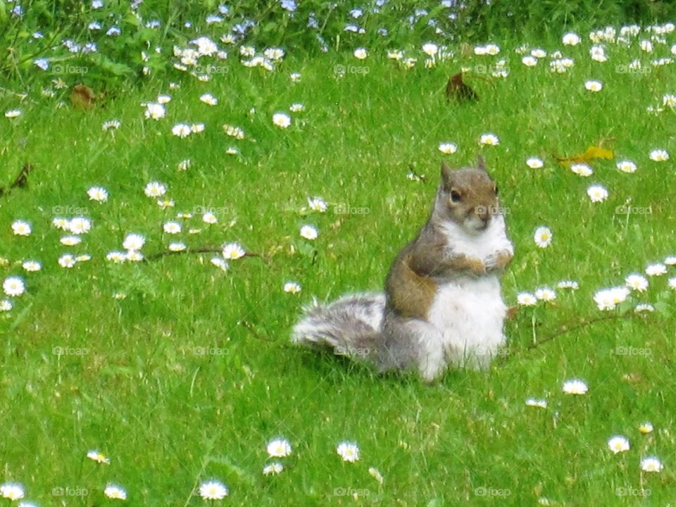 Cute squirrel 