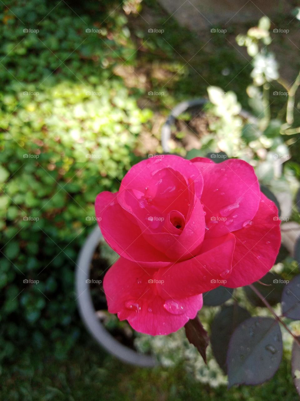 Rose flower