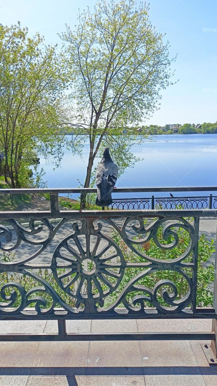 urban landscape, wildlife, birds, pigeon on the fence, embankment, park, blue sky, water, pond, trees